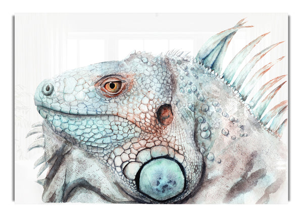 Leguan-Starren