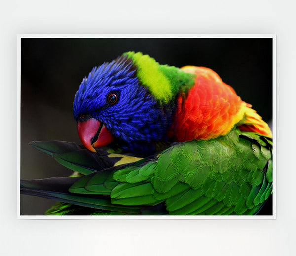 Colourful Parrot Feather Peck Print Poster Wall Art