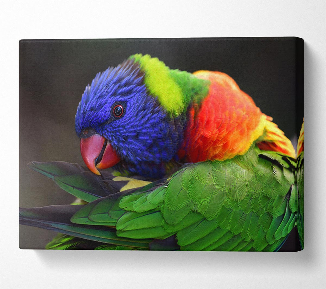  A Canvas Print of Colourful Parrot Feather Peck Canvas Art