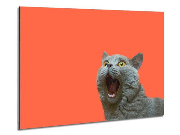 Katze auf der Orange