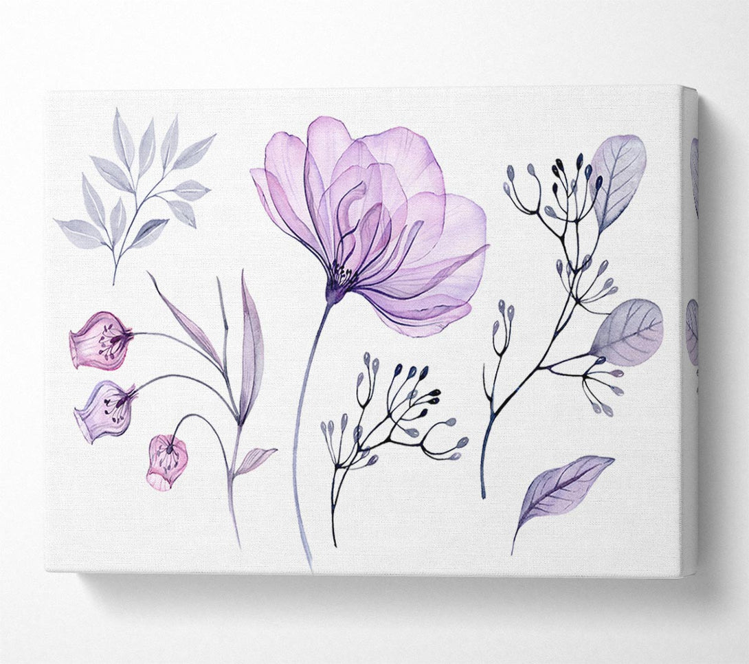 Picture of Small Lilac Crocus Illustration Canvas Print Wall Art