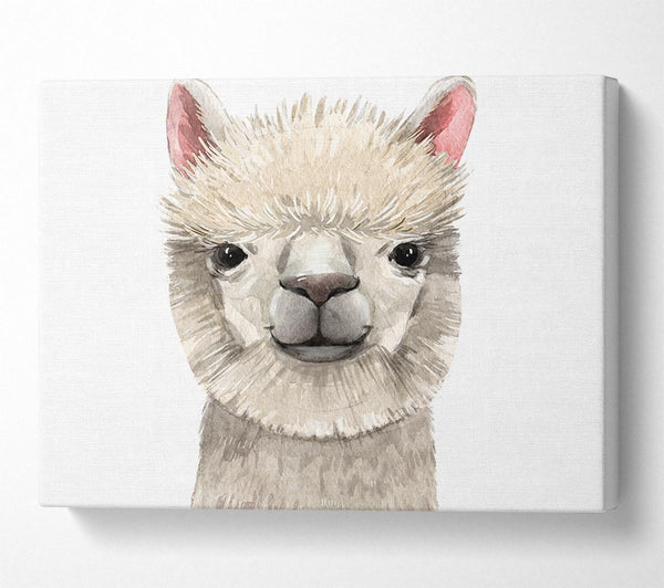  A Canvas Print of Llama Drama Canvas Print