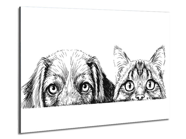 Katze und Hund gucken