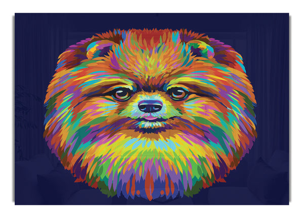 Big Fluffy Pomeranian