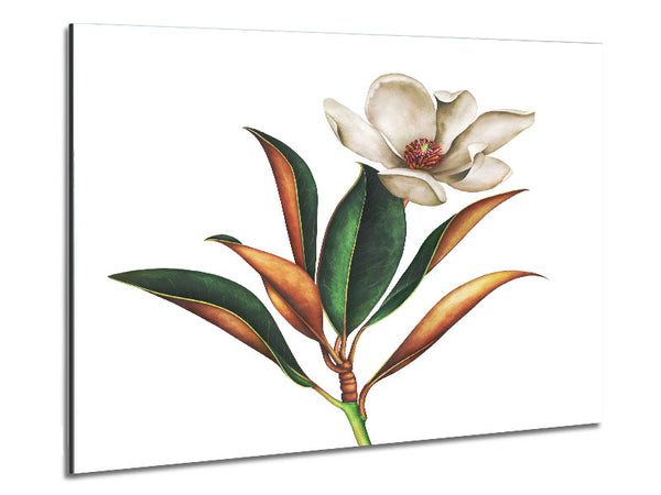 Britische Blumenillustration
