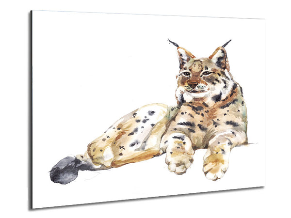 Lynx Laying Down Metal Print