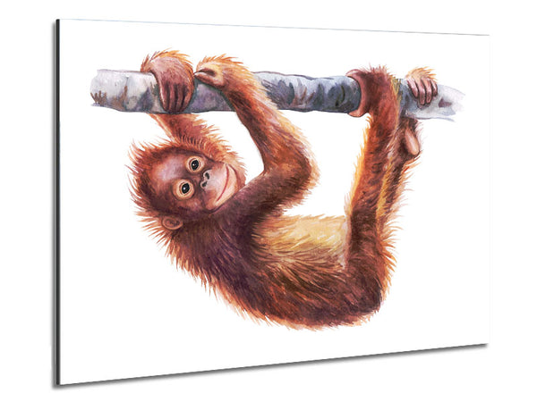 Hanging On A Branch Orangutan Metal Print