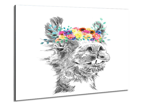 The Pretty Camel Metal Print
