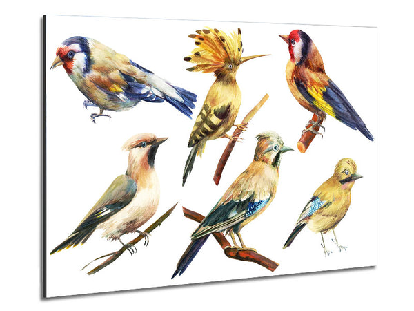 Vögel der Schönheit 2