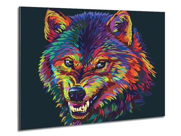 Growling Wolf Colour Metal Print