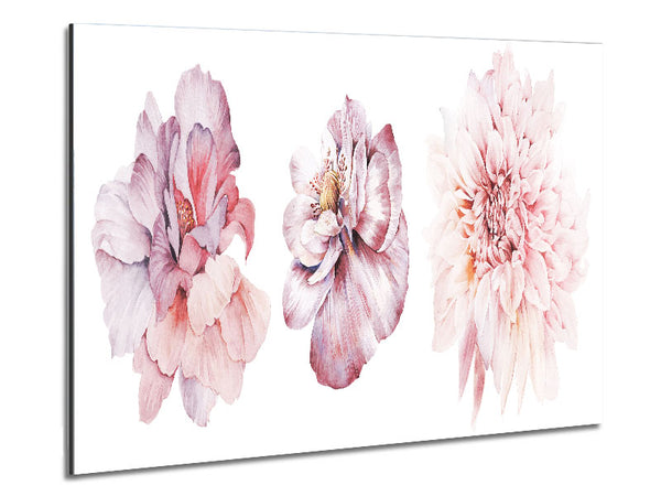Schönheit mit drei rosa Blüten