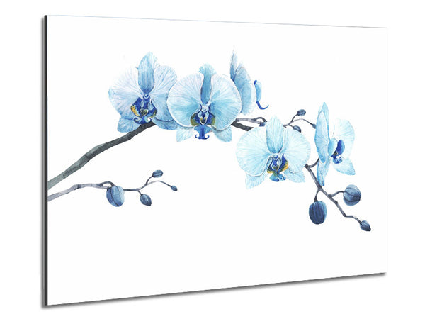 The Blue Orchid Curve