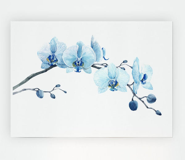 The Blue Orchid Curve Print Poster Wall Art