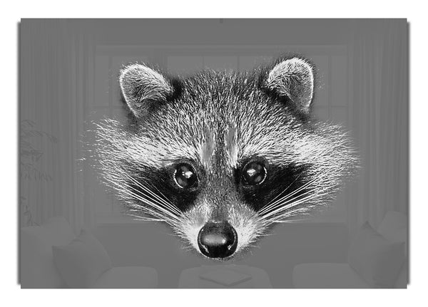 Waschbär auf Grau