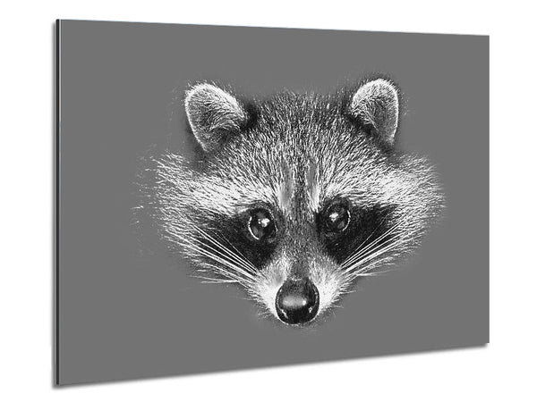 Raccoon On Grey Metal Print
