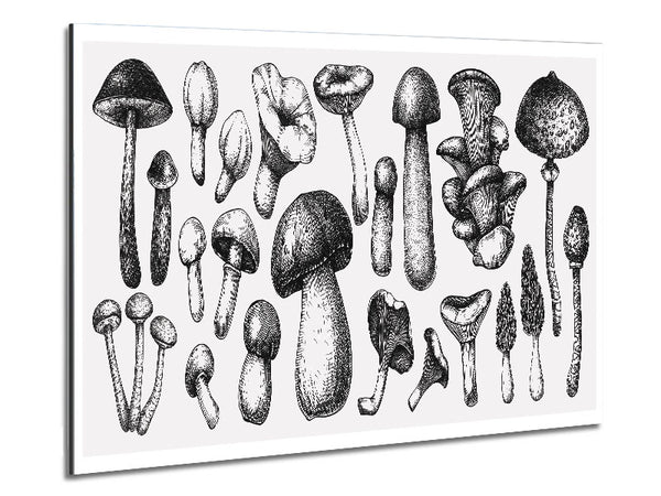 The Toadstool Collection Metal Print