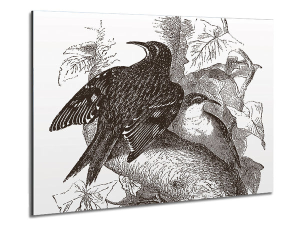 Old British Illustration Of Birds Metal Print