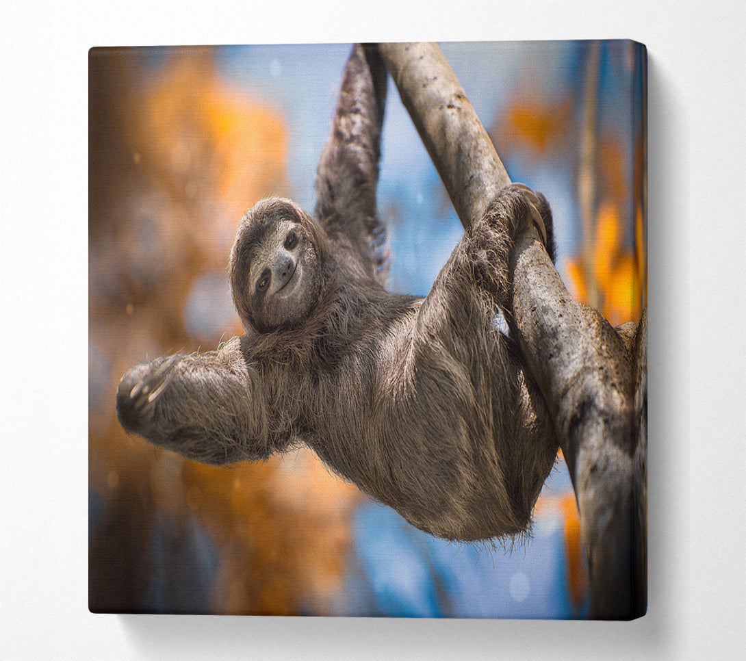 A Square Canvas Print Showing Sloth Hanging From A Tree Square Wall Art