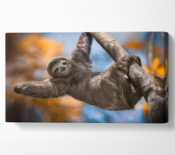 Sloth Hanging From A Tree