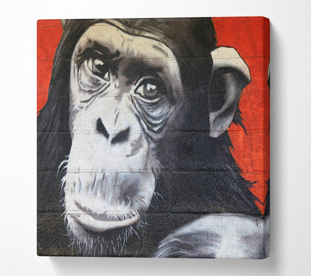 A Square Canvas Print Showing The Chimp On Red Square Wall Art