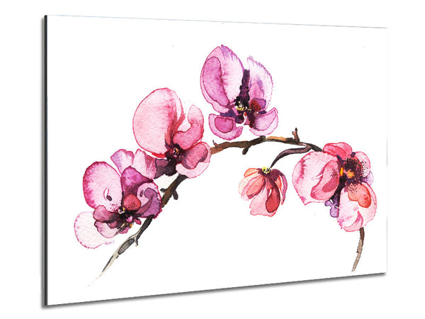 Die rosa Orchidee Zweig Single