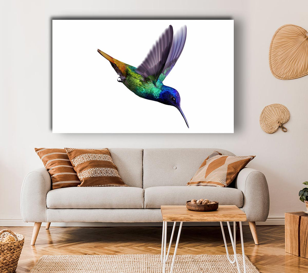 Picture of Hummingbird Colours Canvas Print Wall Art