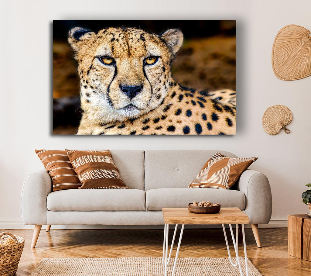 Picture of Beautiful Cheetah Face Canvas Print Wall Art