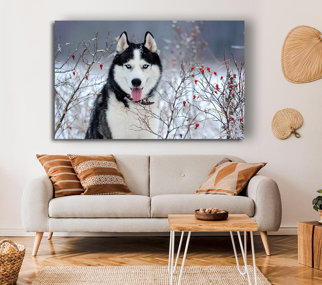  A Canvas Print of Husky Dog In The Winter Canvas Print