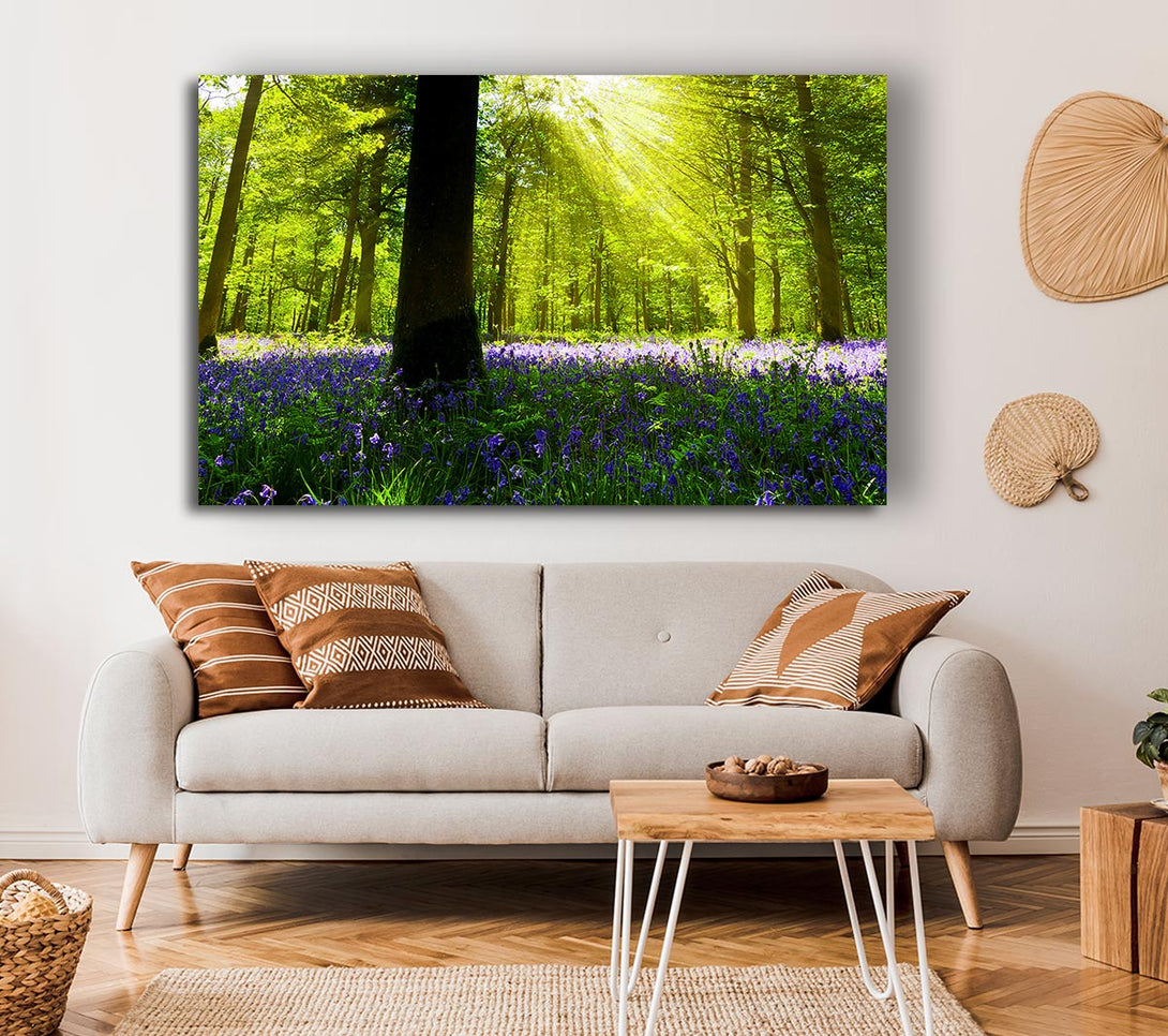 Picture of Bluebell Sun Blaze Canvas Print Wall Art