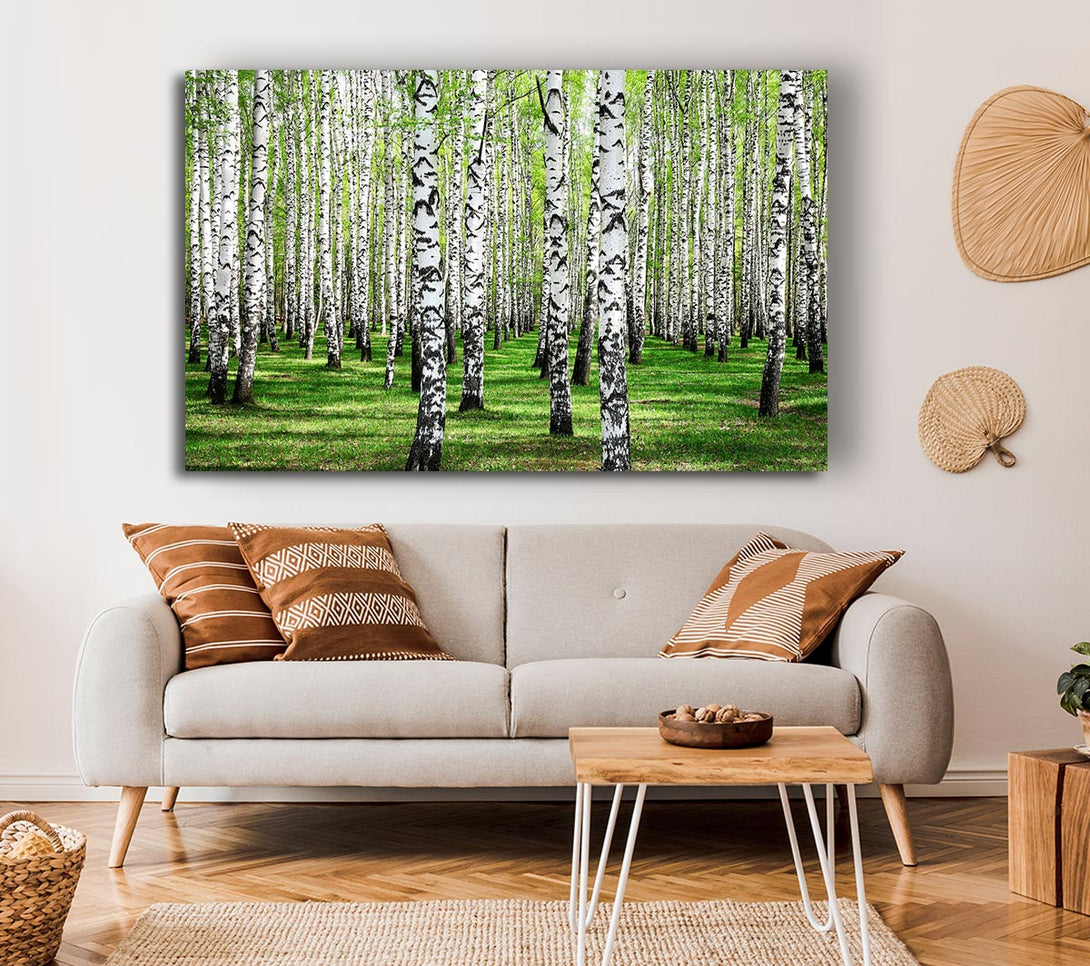 Picture of Silver Birch Beauty Canvas Print Wall Art