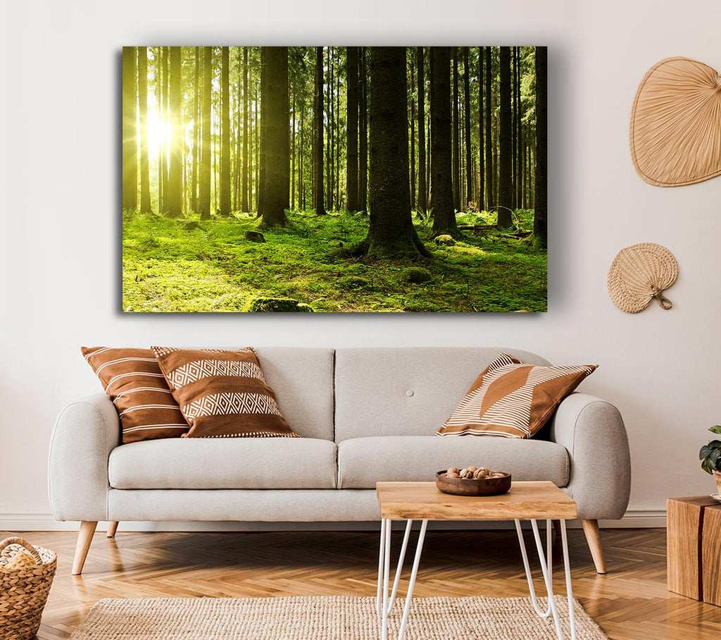 Picture of Green Sun Beam Canvas Print Wall Art