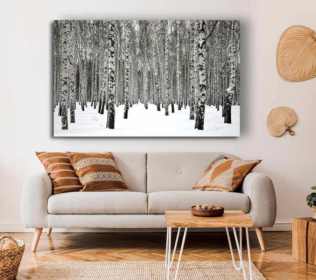 Picture of Silver Birch Trees In The Snow Canvas Print Wall Art