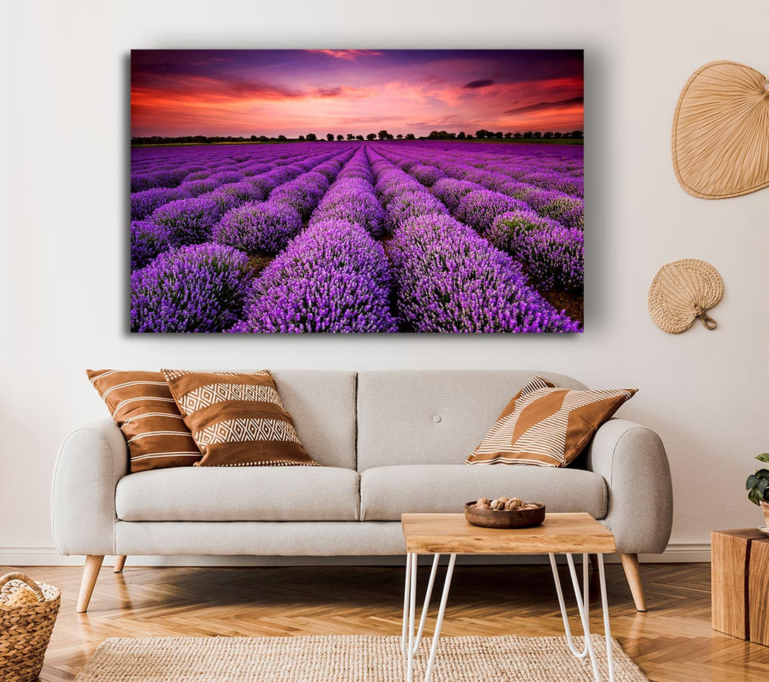 Picture of Lavender Fields Canvas Print Wall Art