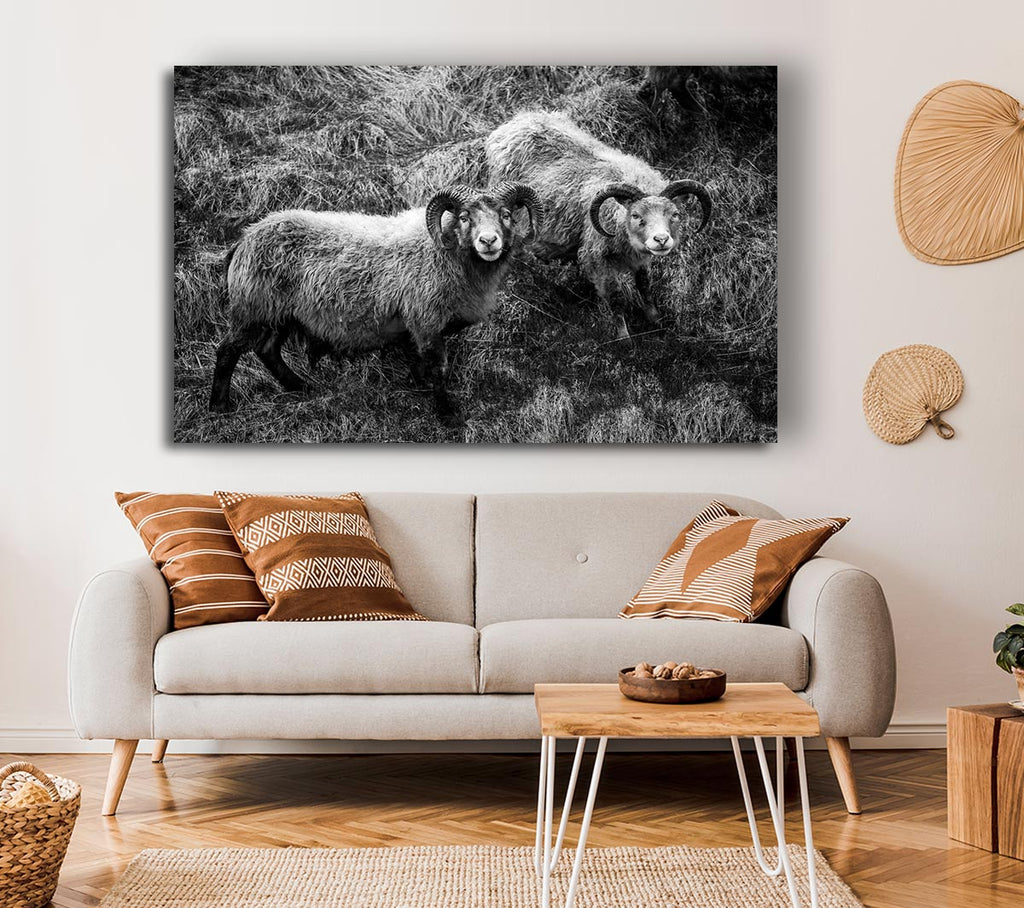 Picture of Ram Duo Canvas Print Wall Art