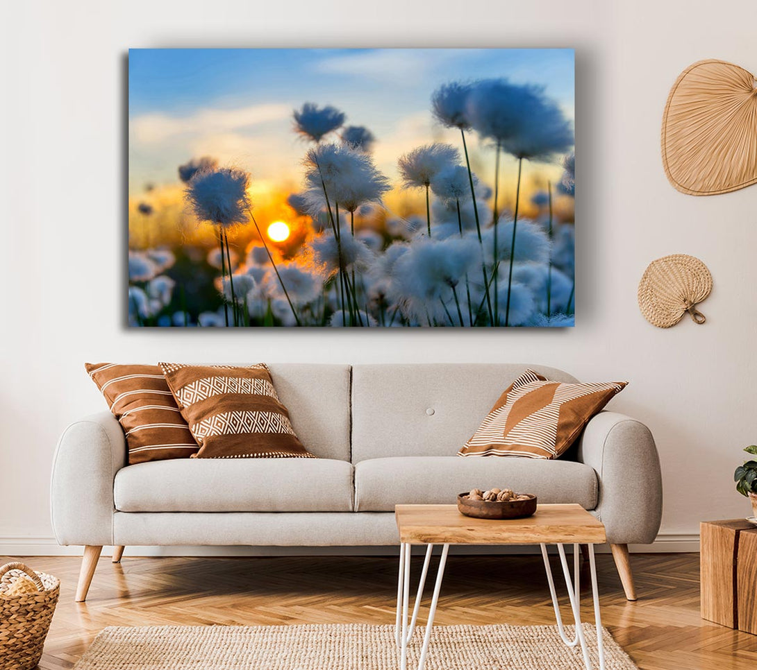 Picture of Cottonbuds In The Sunset Canvas Print Wall Art