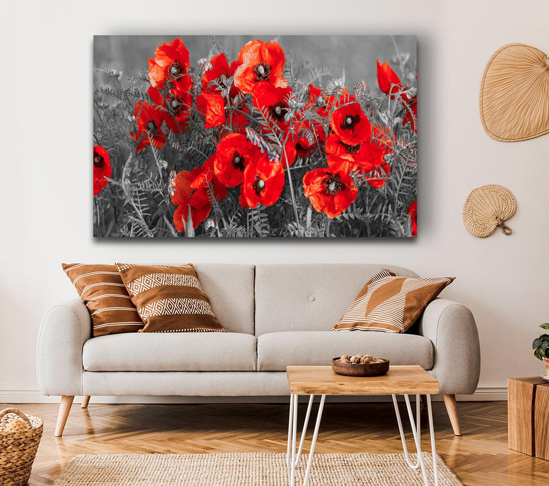 Picture of Red poppy closeup Canvas Print Wall Art