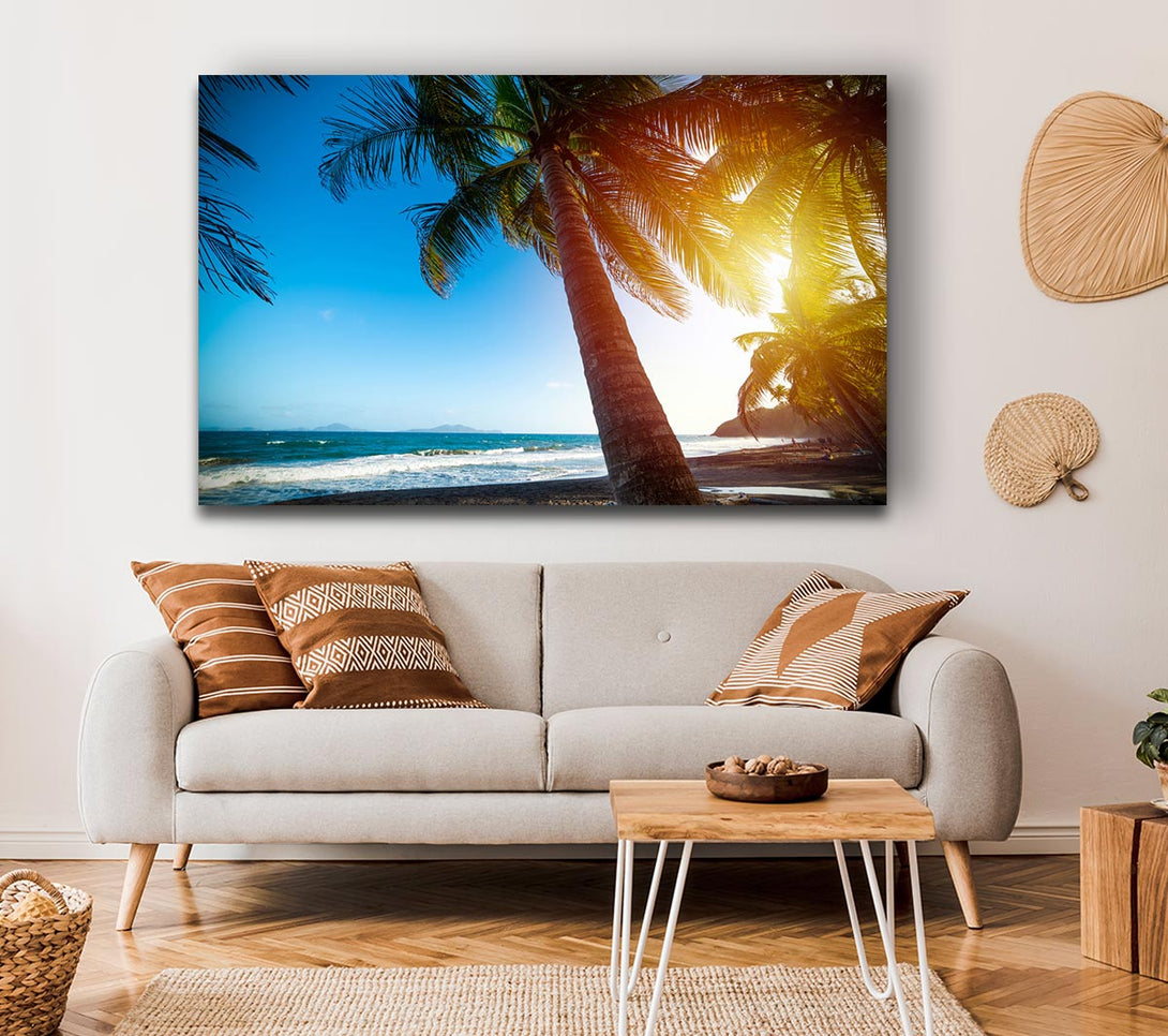  A Canvas Print of Palm tree close up on beach Canvas Wall Art