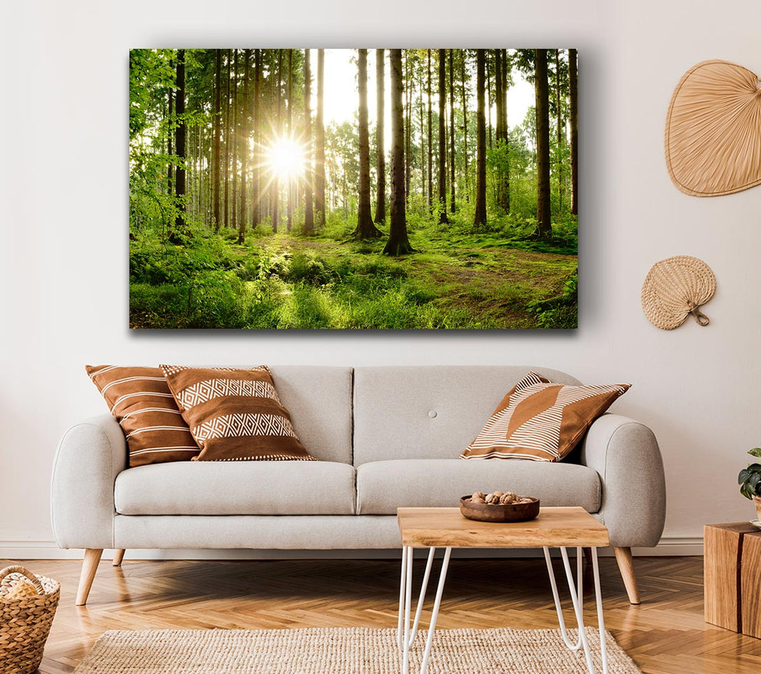 Picture of Sunshine in the green woodlands Canvas Print Wall Art