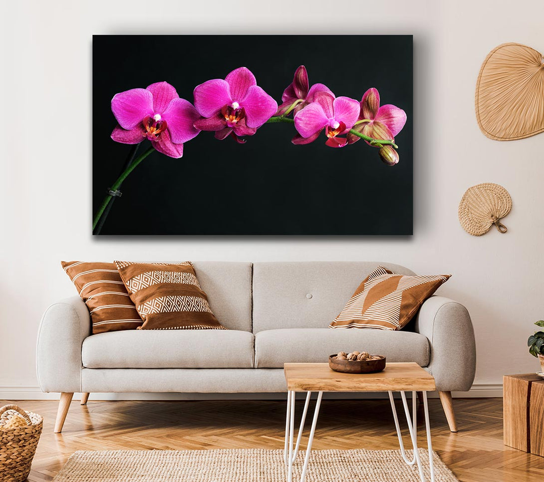  A Canvas Print of Pink Orchids Curve Canvas Wall Art