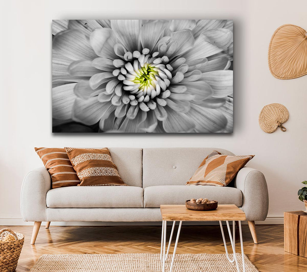 Picture of Close up flower in black and white Canvas Print Wall Art