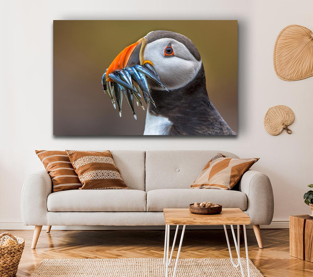  A Canvas Print of Puffin with a mouthall of fish Canvas Art