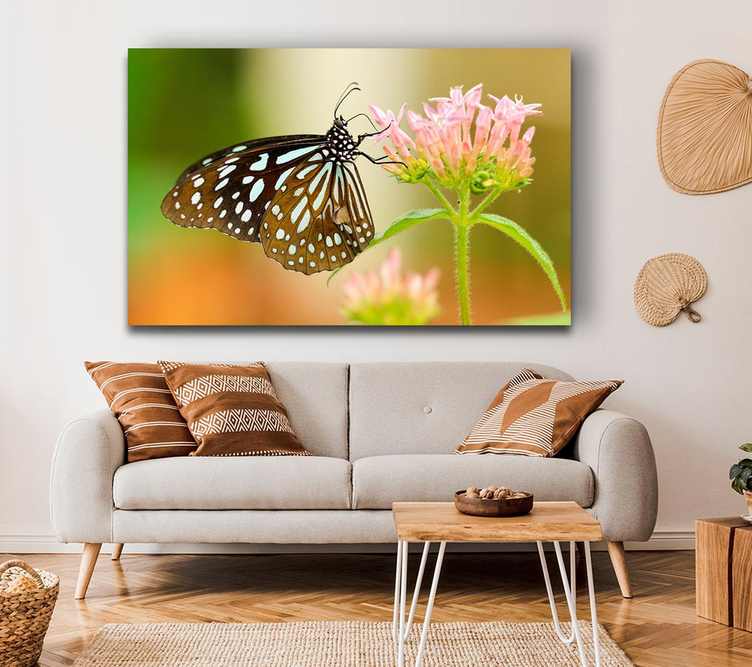 Picture of Butterfly feeding time Canvas Print Wall Art