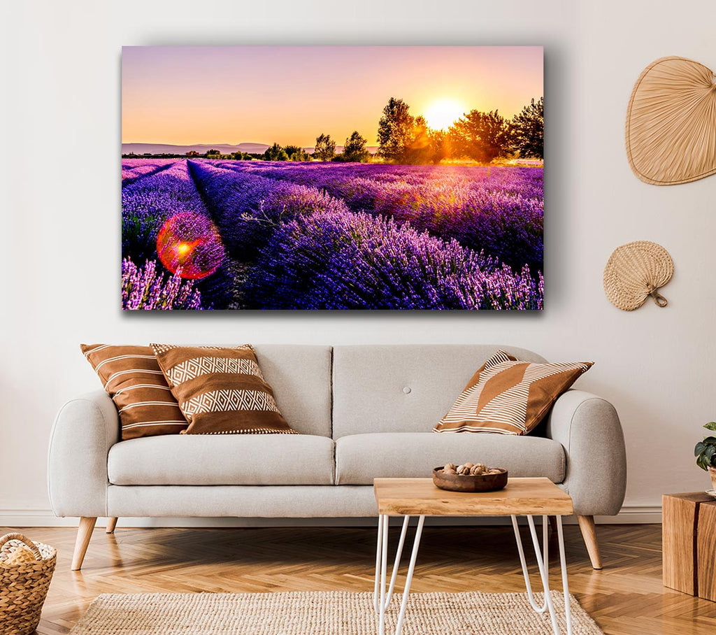 Picture of Sunflare over the lavender Canvas Print Wall Art