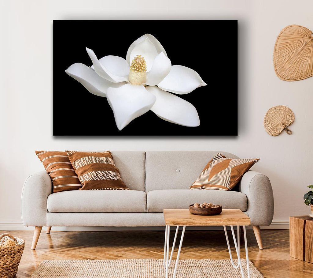 Picture of White flower on black delicate Canvas Print Wall Art