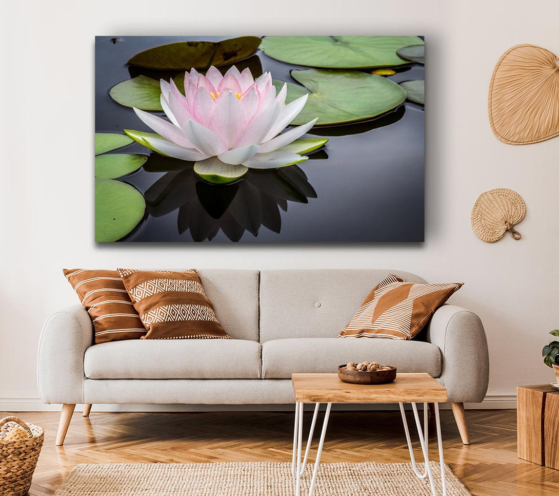 Picture of Pond plant floating on the lake Canvas Print Wall Art