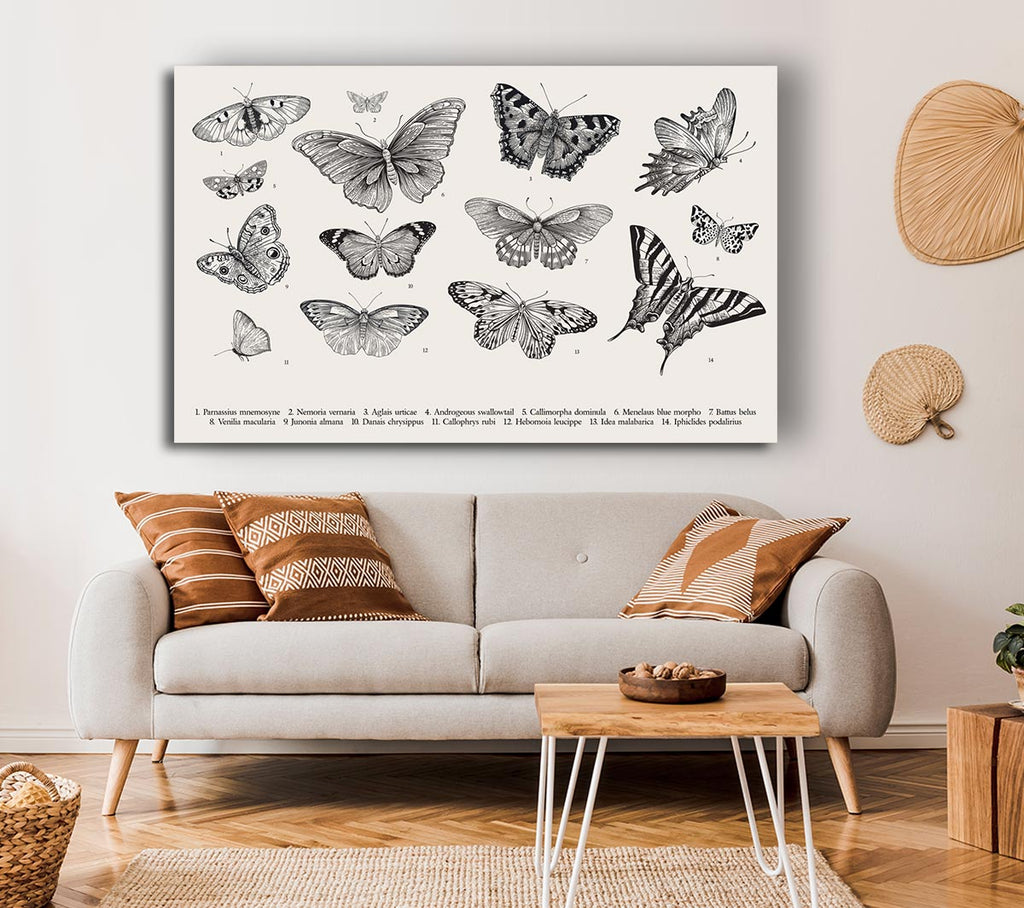 Picture of British Butterflies Canvas Print Wall Art