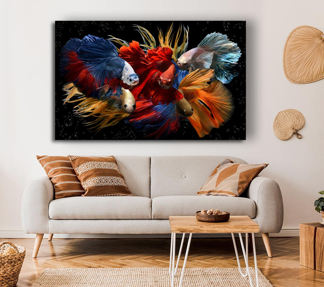  A Canvas Print of Siamese Fighting Fish Canvas Art