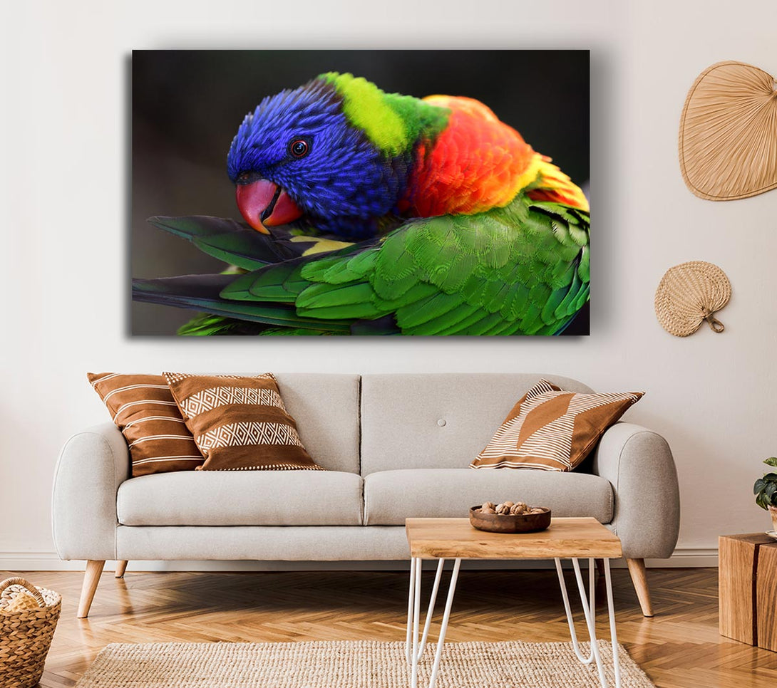  A Canvas Print of Colourful Parrot Feather Peck Canvas Art