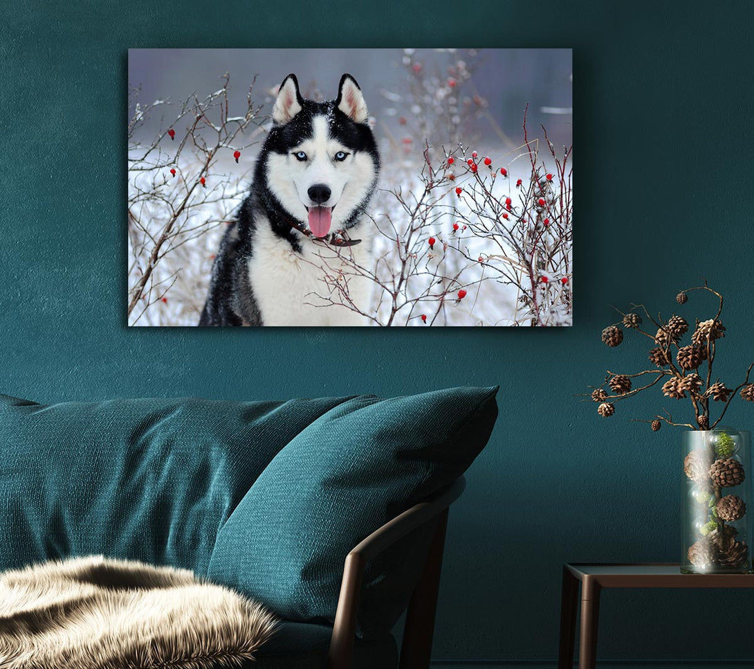  A Canvas Print of Husky Dog In The Winter Canvas Print