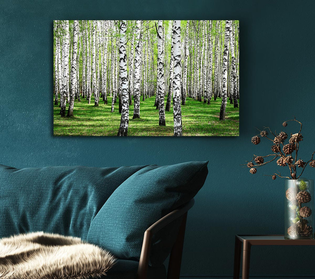 Picture of Silver Birch Beauty Canvas Print Wall Art